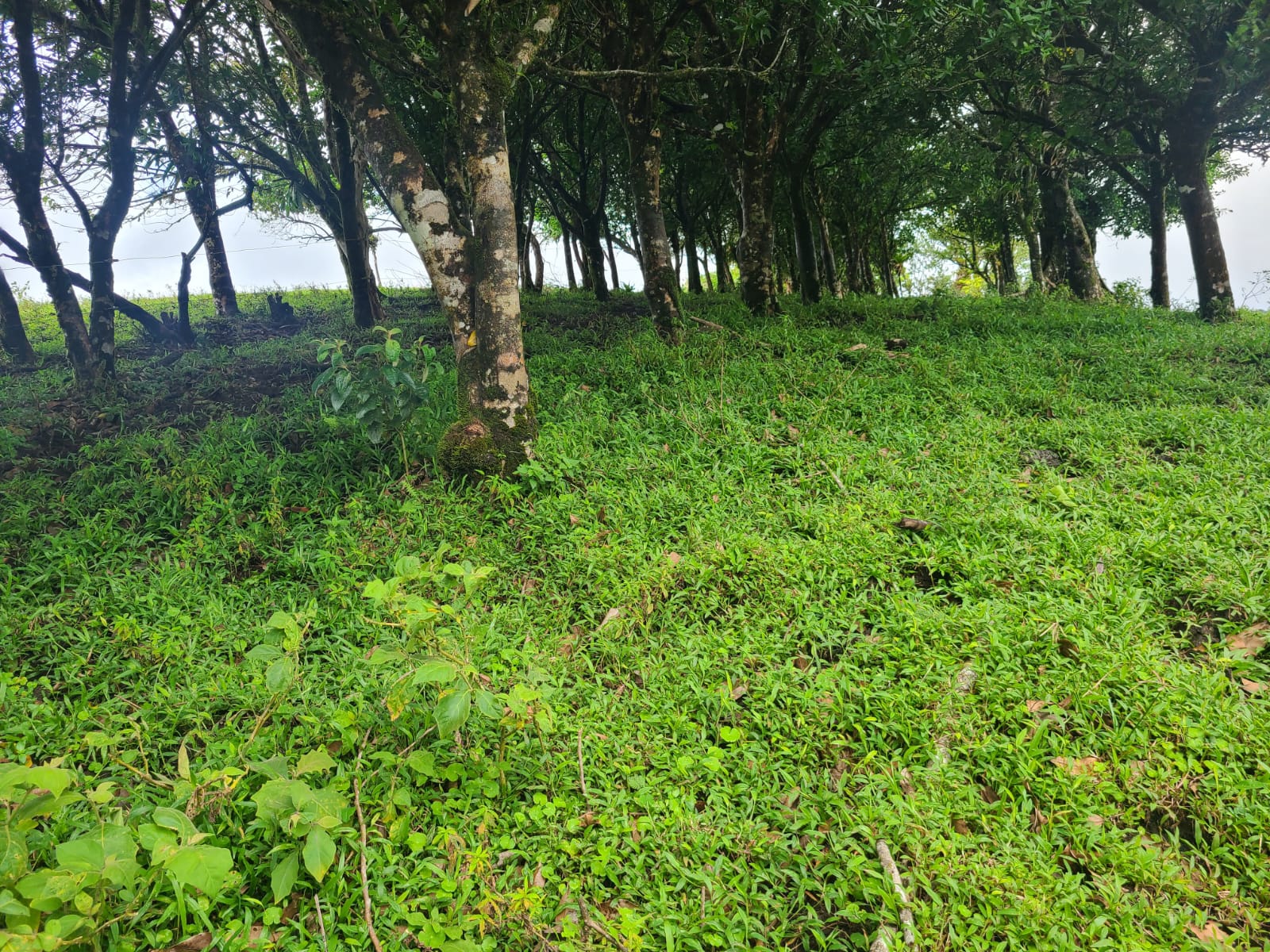 Spectacular 105-Hectare Lot with Lakes, Mountain Views, & Natural Resources  photo 23