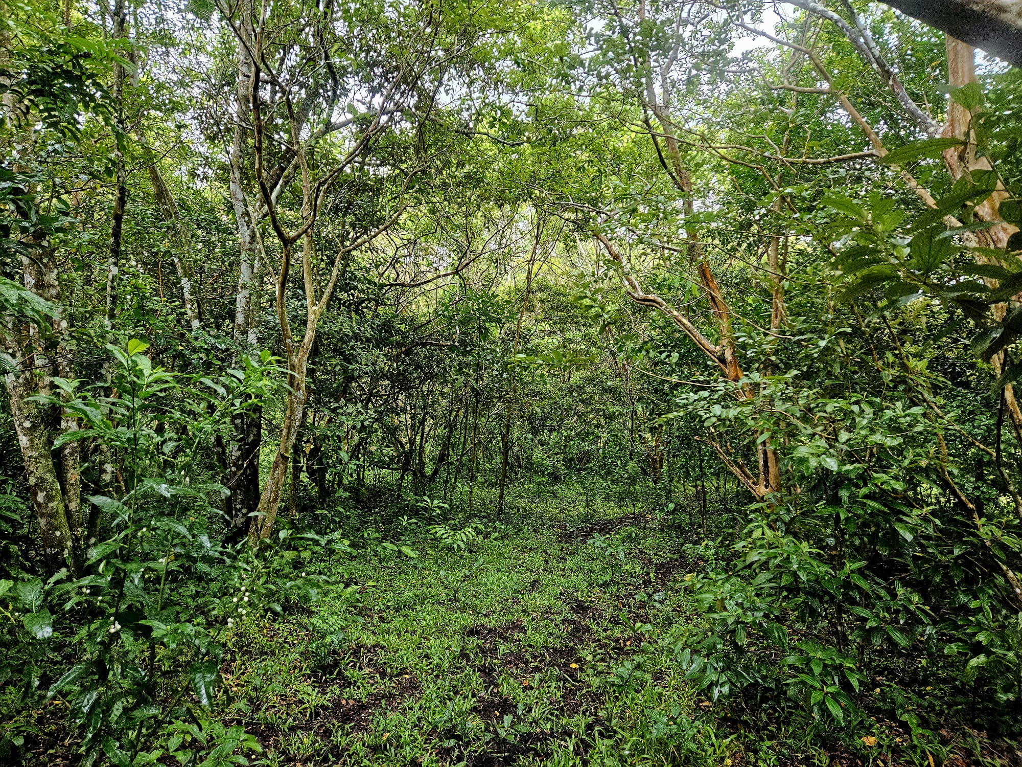 8,737 M2 (2.15 Acre) Lot with View  of Lake Arenal in Tronadora photo 9