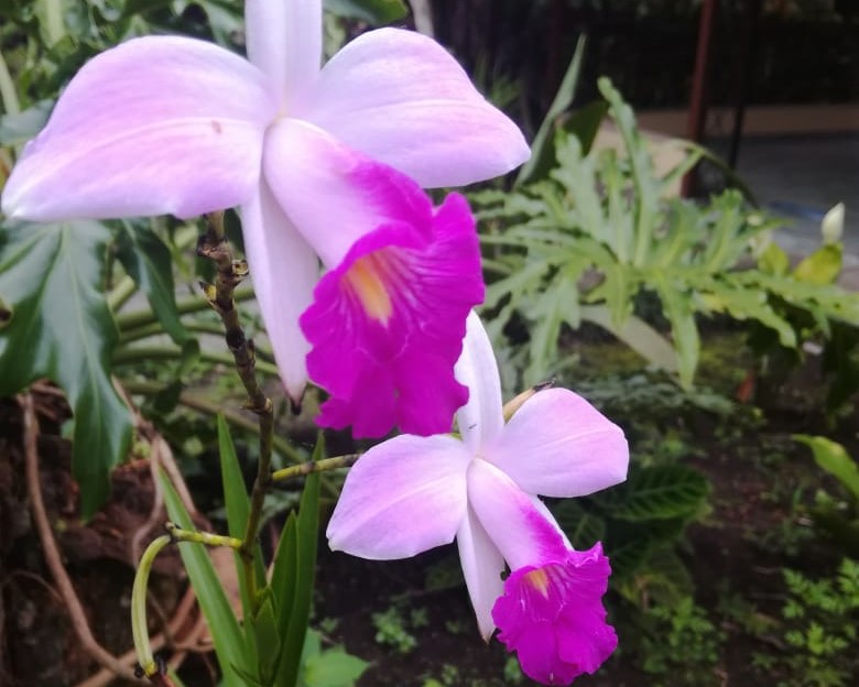 Gorgeous Property with Enormous Income Potential Near Lake Arenal! photo 47