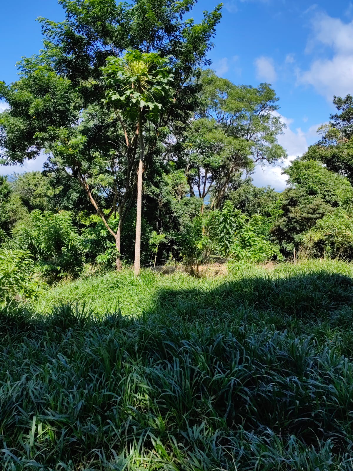 Large Lake view lot of 12,159 square meters in San Luis, Tilarán  photo 8