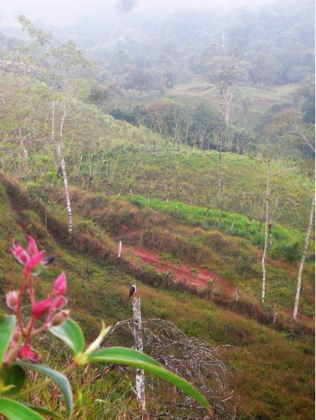 168 acres (68 hectares) of natural peace and tranquility with four cabins photo 16