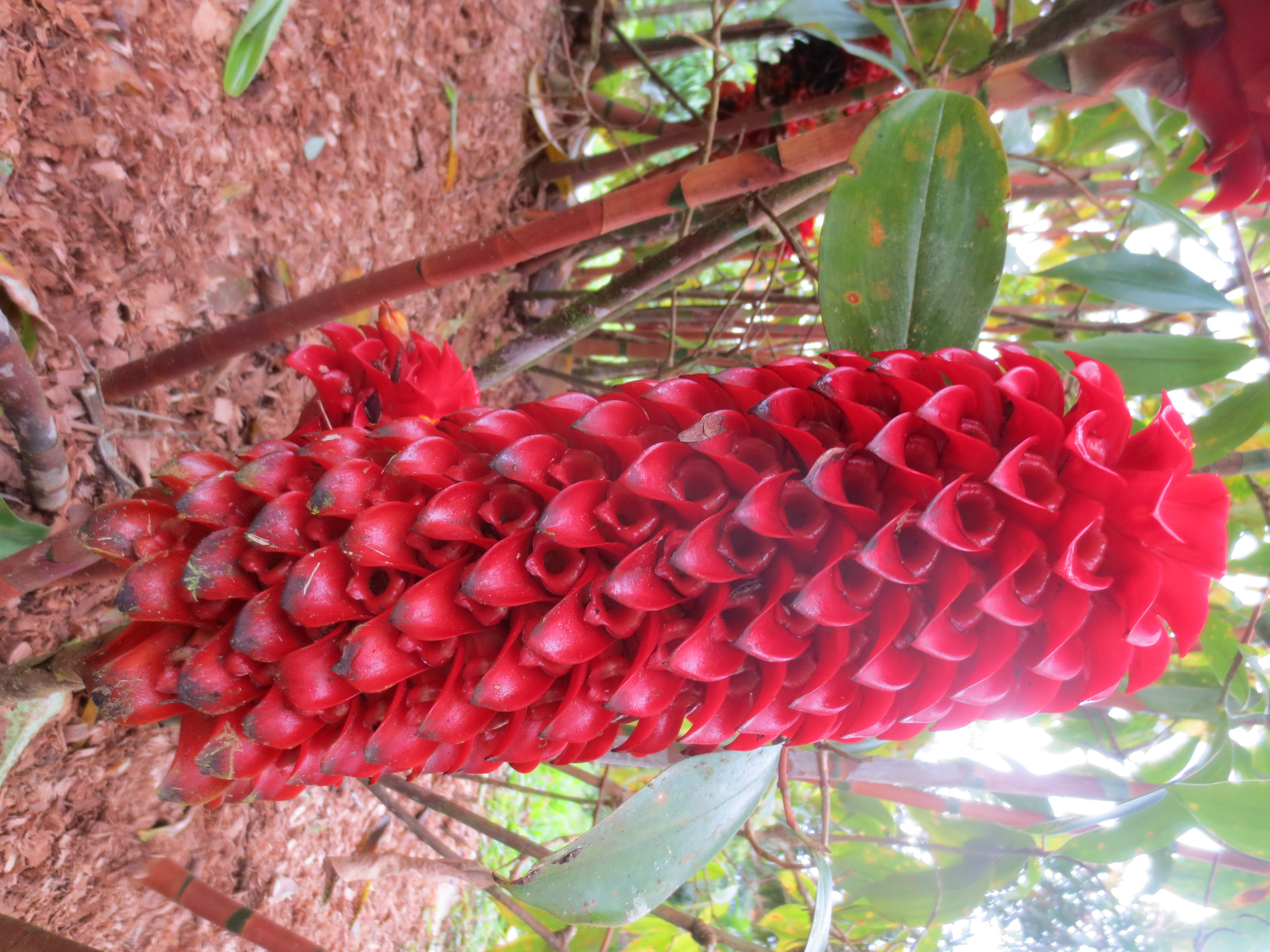 Casa Pink Sky 3BD 3BA – A Private Sanctuary with Volcano & Mountain Views photo 41