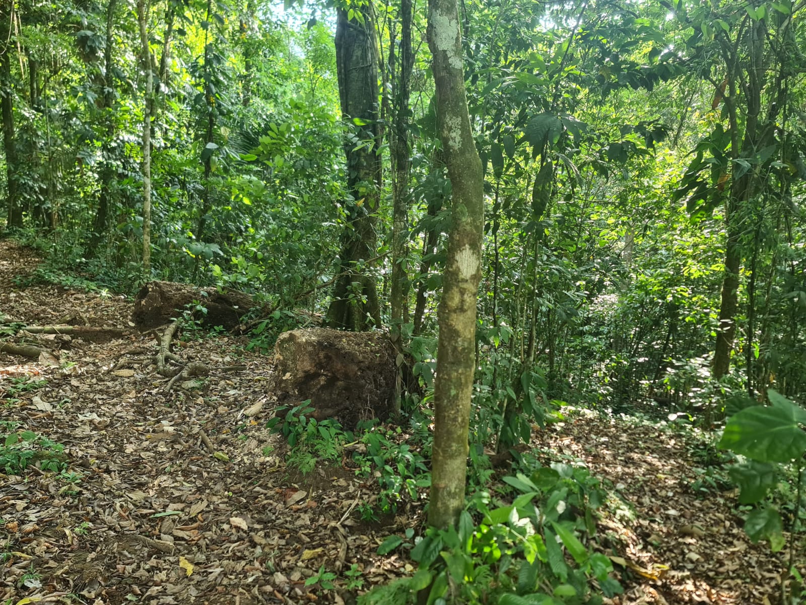 Gorgeous 50,372 m2 (12,4 acre) Farm In Cabanga, Guatuso photo 15