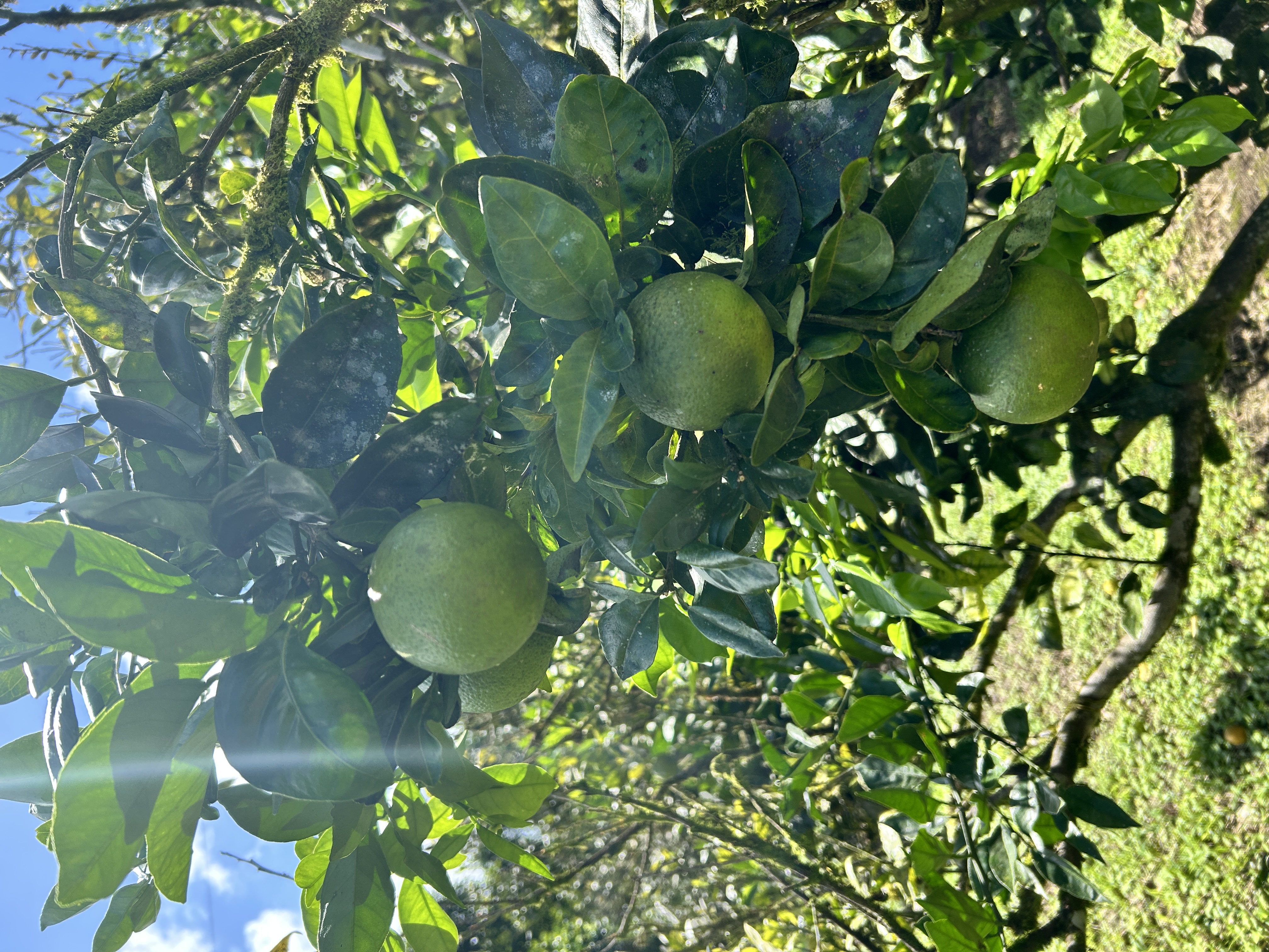 Charming 3-Bedroom Home with Guest House & Stunning Lake Arenal Views  photo 32