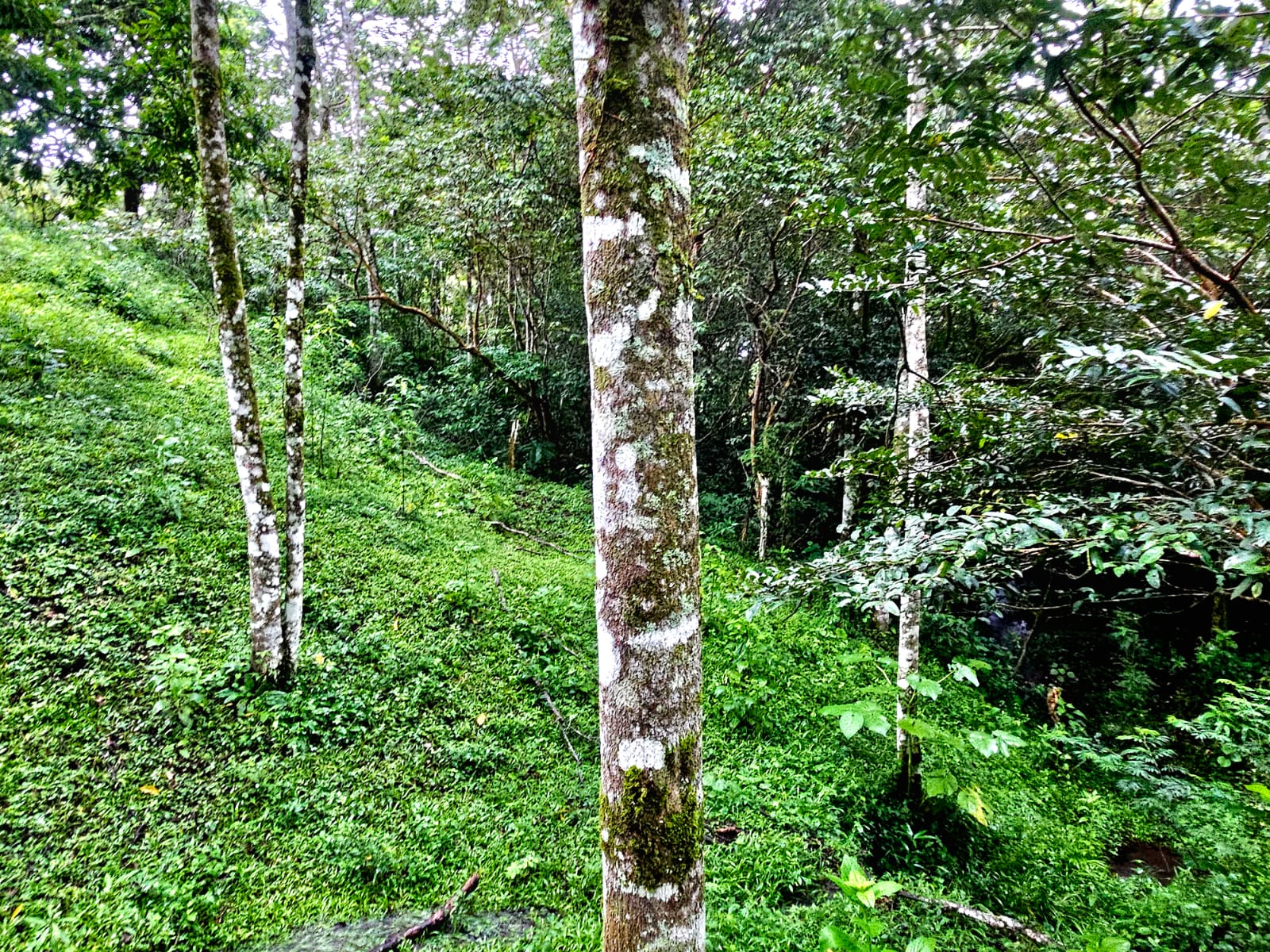 8,737 M2 (2.15 Acre) Lot with View  of Lake Arenal in Tronadora photo 13