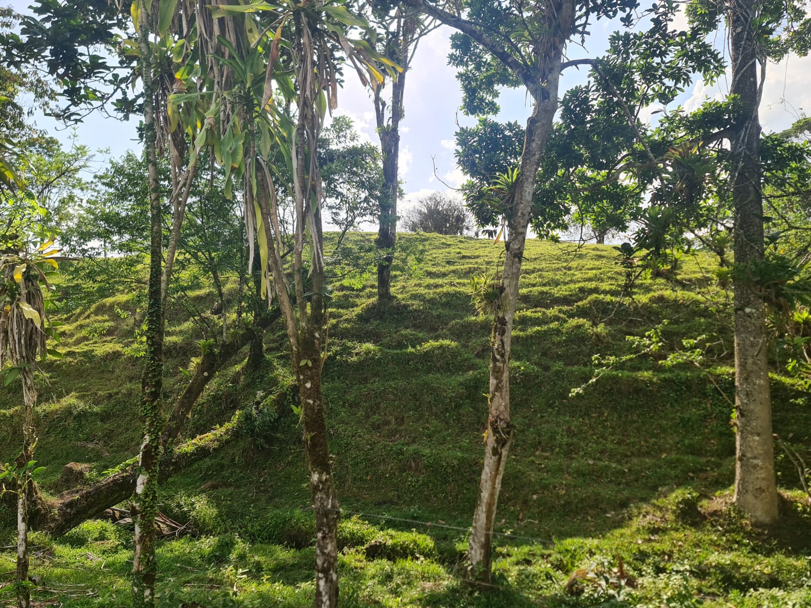 Gorgeous 50,372 m2 (12,4 acre) Farm In Cabanga, Guatuso photo 19