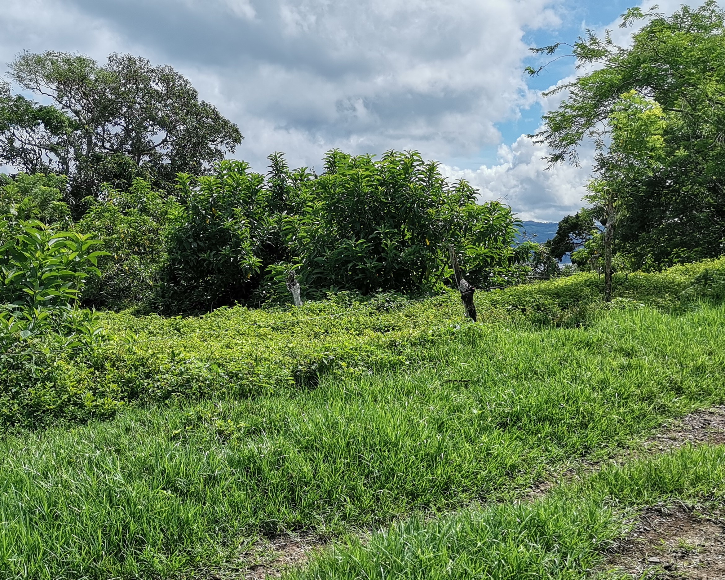 Magnificent 24,811m2 Lake and Volcano View Parcel with Huge Views in Tronadora photo 36