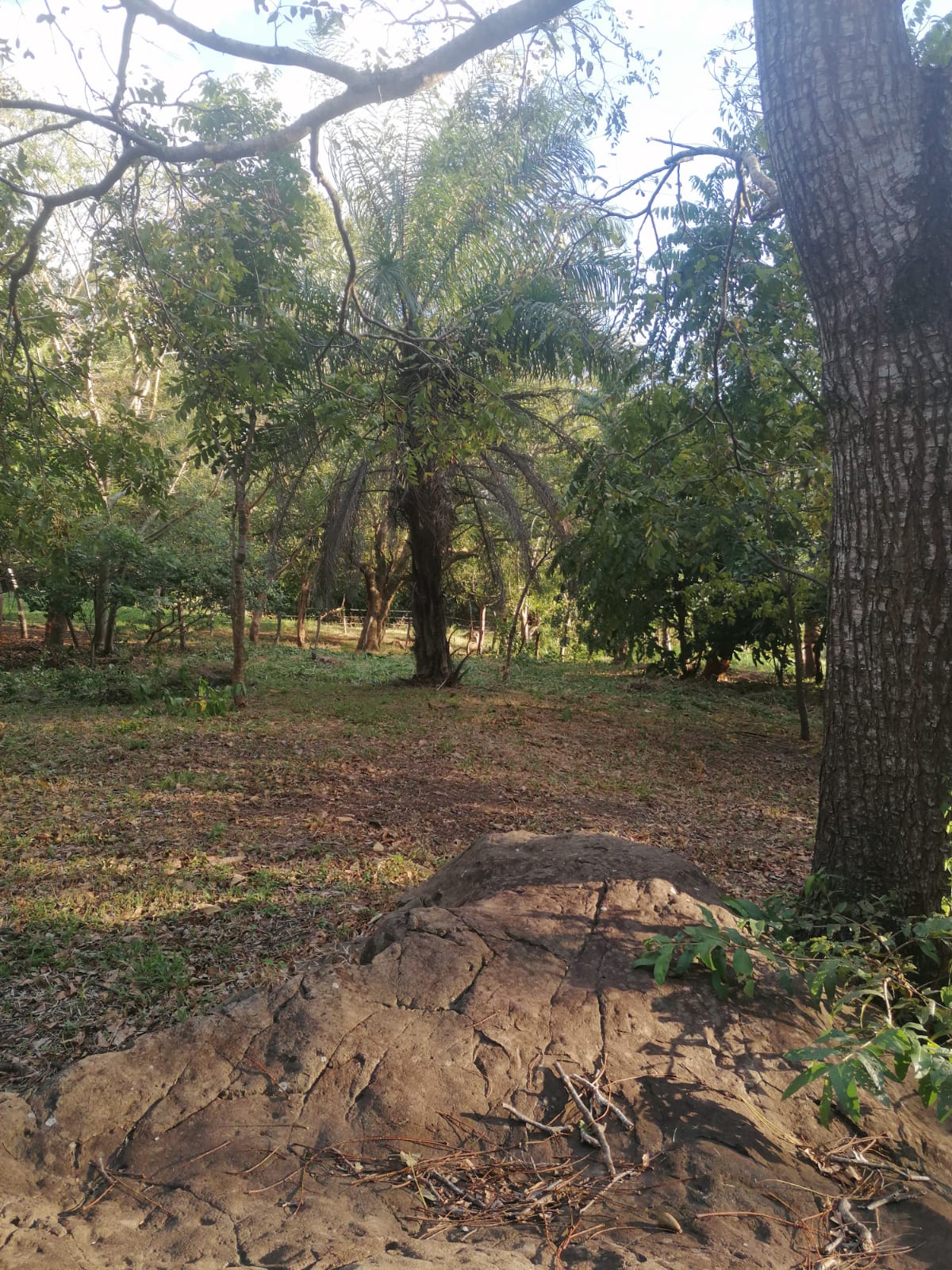 Nature Lover: 5,121 m2 Lot with Mountain Views and Lush Fruit Orchard photo 12