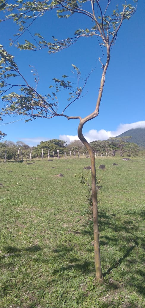 10,000 M2 (2.47 Acre) Lot with Volcano View in Nueva Guatemala photo 17