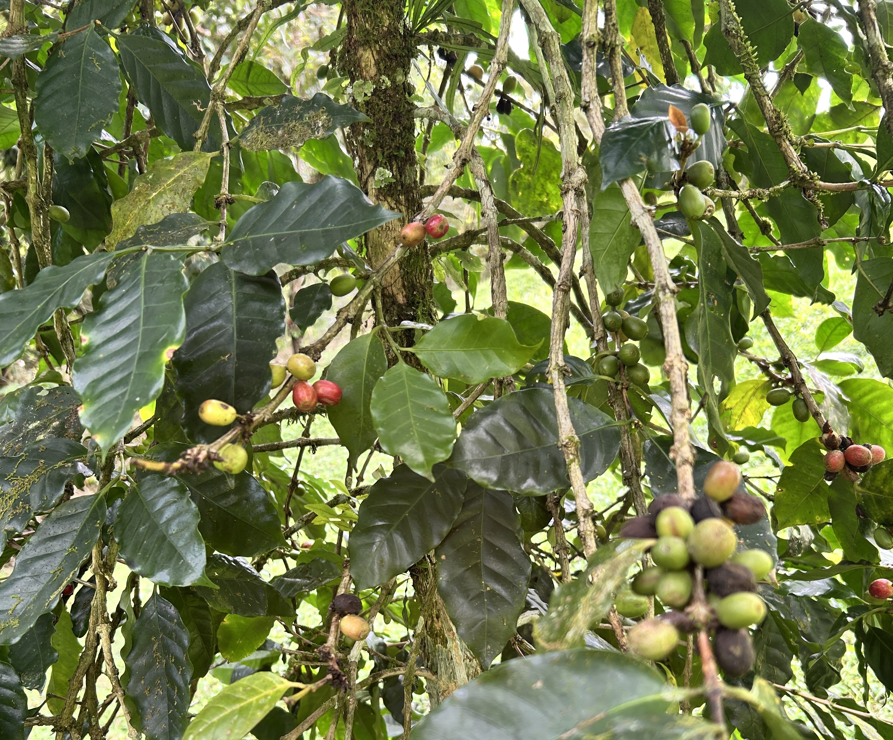 Charming 3-Bedroom Home with Guest House & Stunning Lake Arenal Views  photo 34