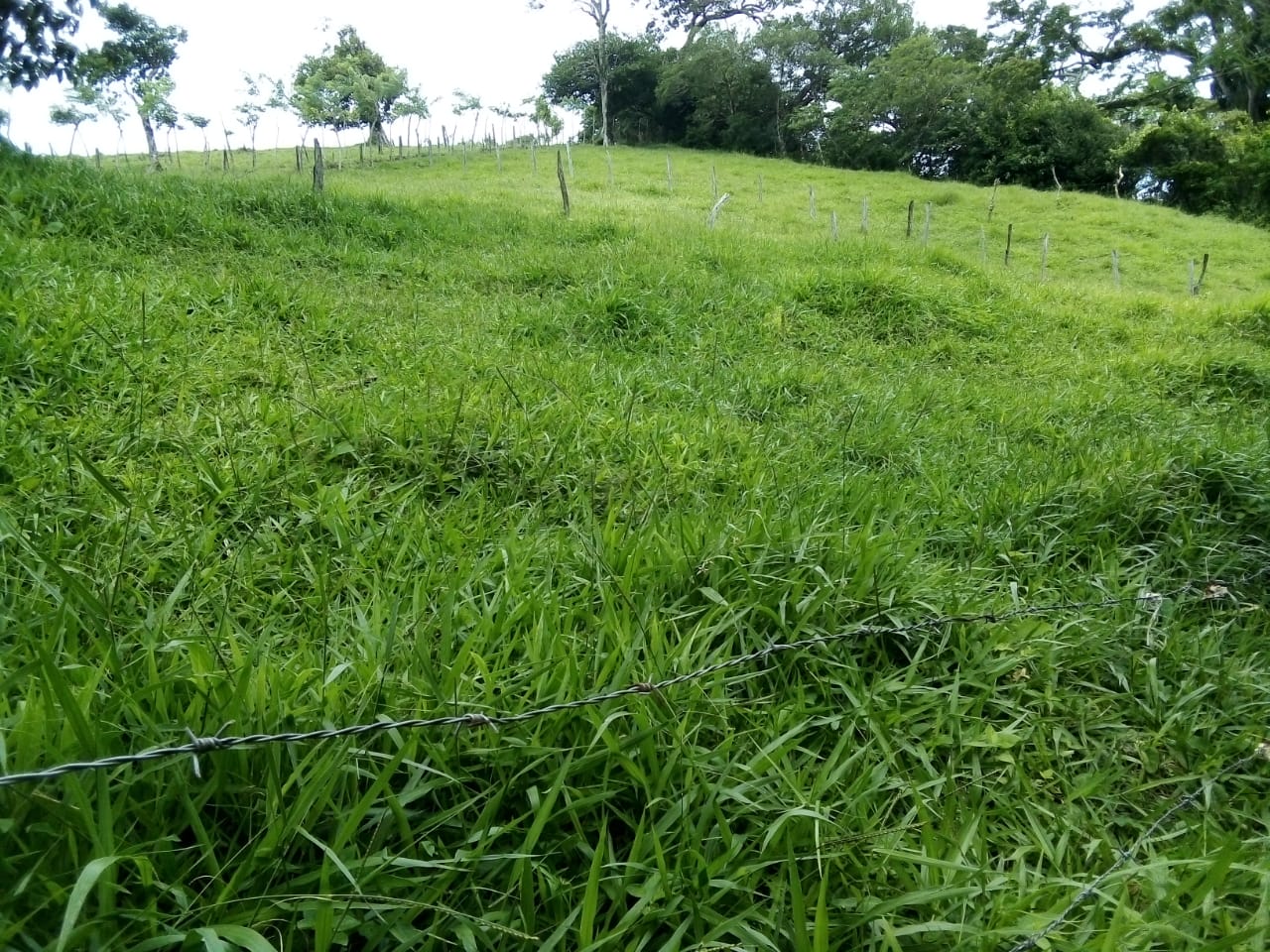 Lot of 15.320 m2 (3.78 Acre) with a private well in Parcelas de Quebrada Azul  photo 14