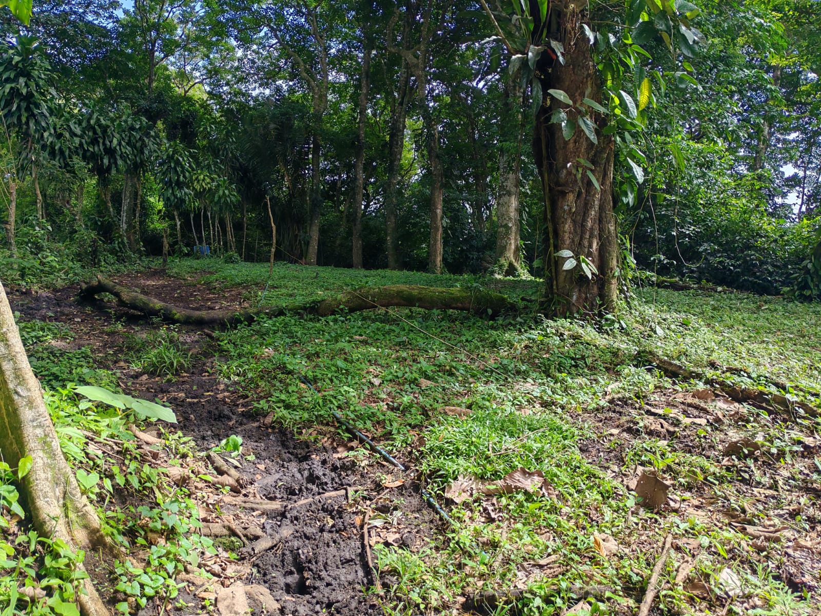 15,750 m² Lakefront Lot with Volcano Views, Fruit Trees & Direct Lake Access  photo 16