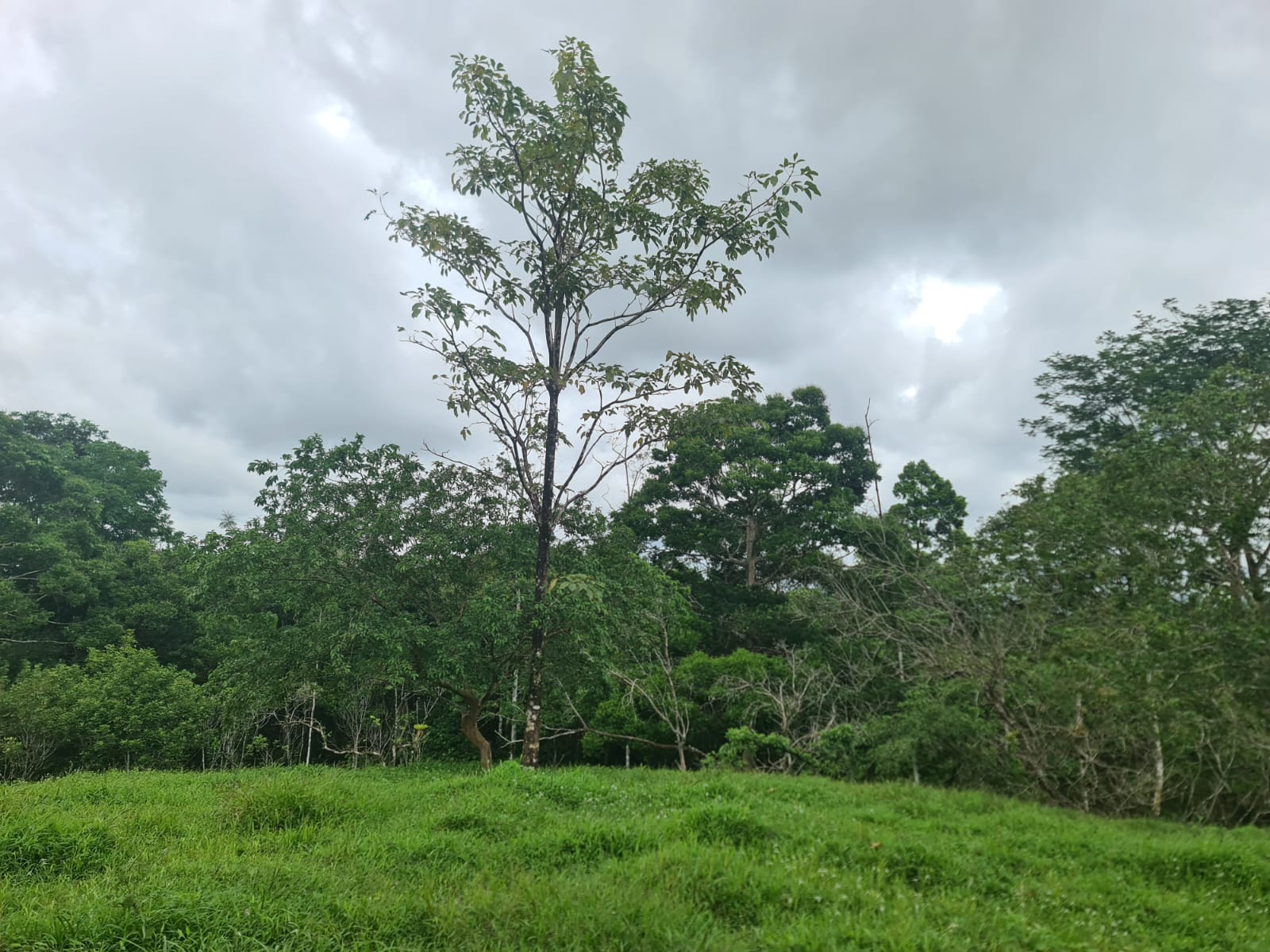 10,500 M2 (2.59 Acres) Lot with a Creek in Río Celeste photo 15