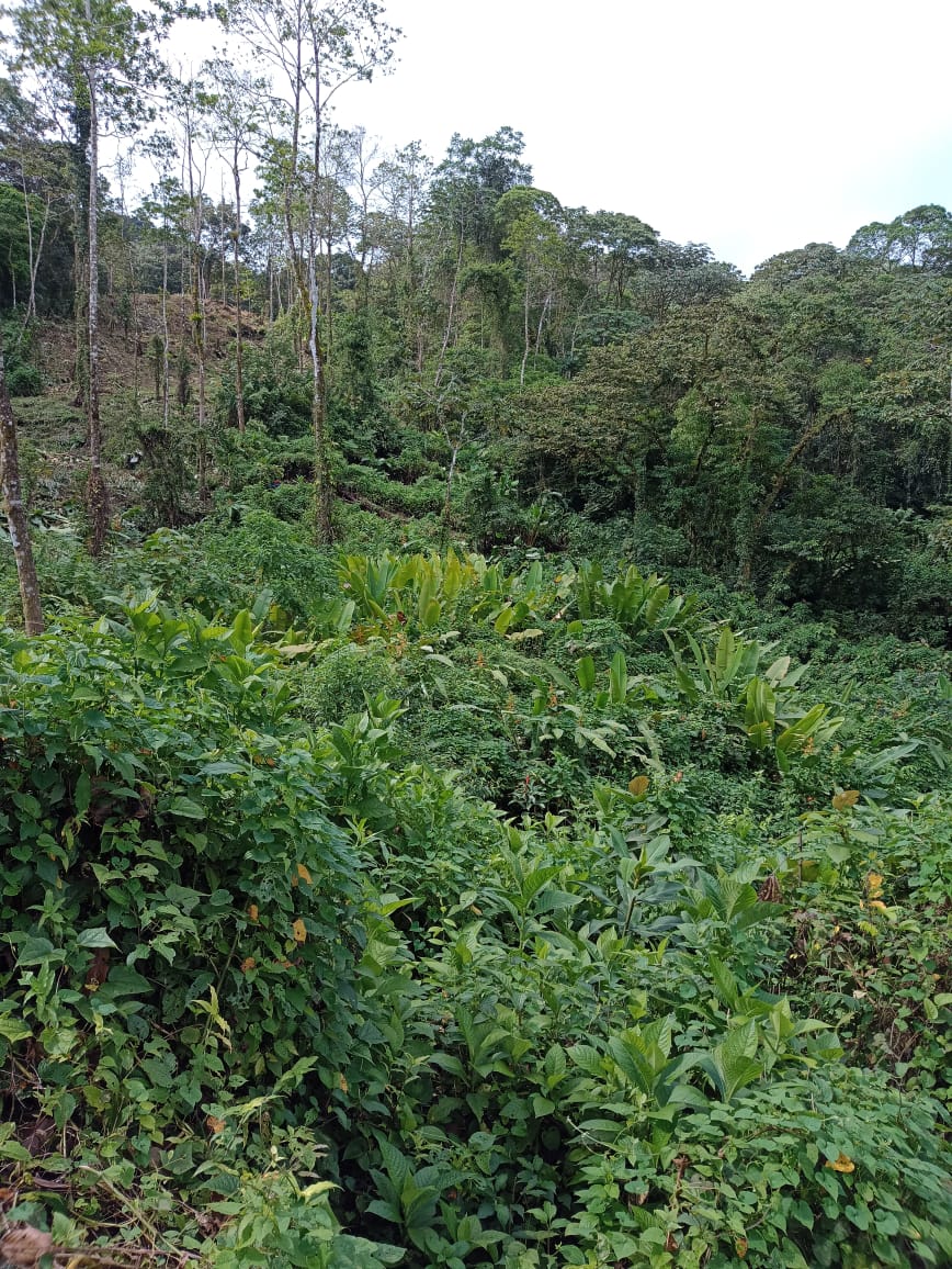 33 Hectare (81.5 acre) Property with Volcano Views in San Carlos, Alajuela photo 10