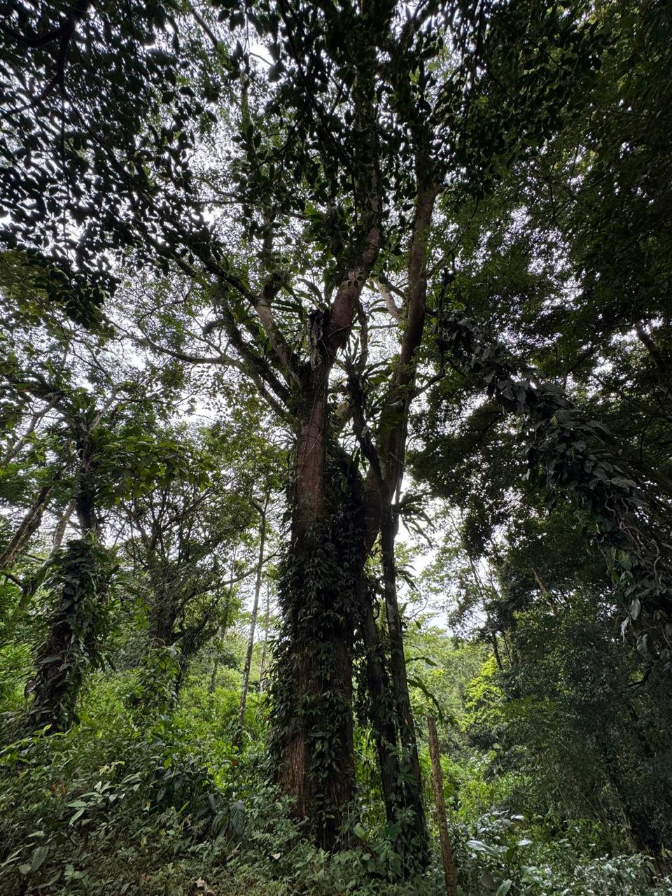 Expansive Lake-Access Property in Turtle Cove, El Aguacate photo 7