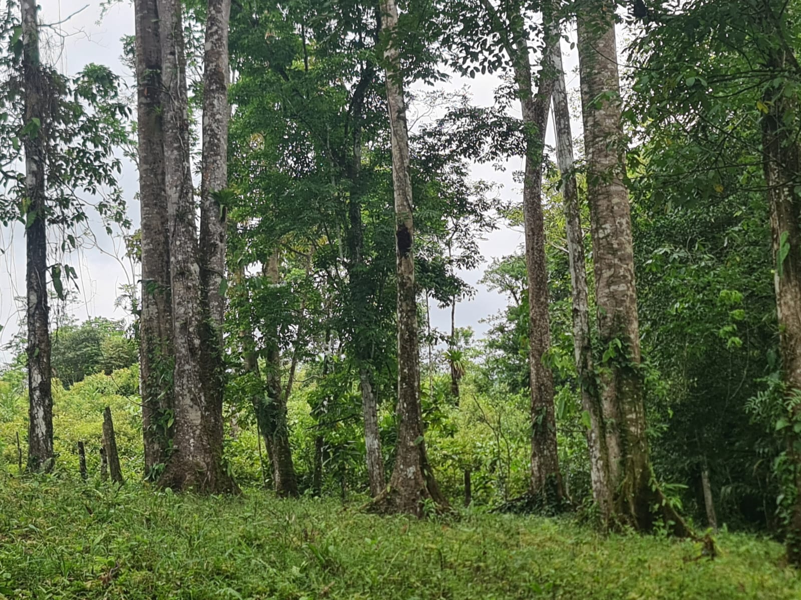 10,500 M2 (2.59 Acres) Lot with a Creek in Río Celeste photo 13