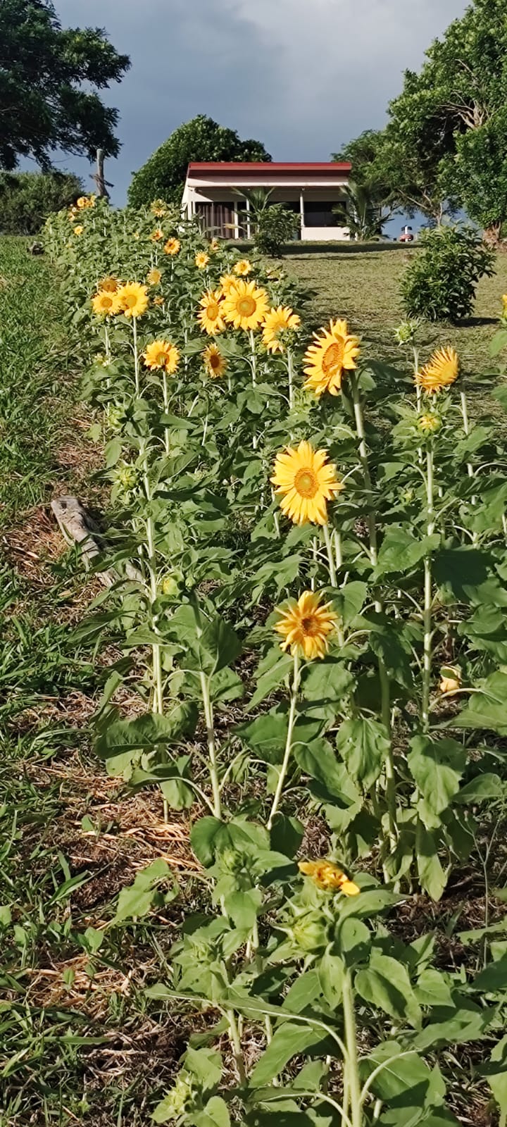  Beautiful Home 5BA 4BA and Two Casitas w/ Views of Lake Arenal & the Volcano photo 59