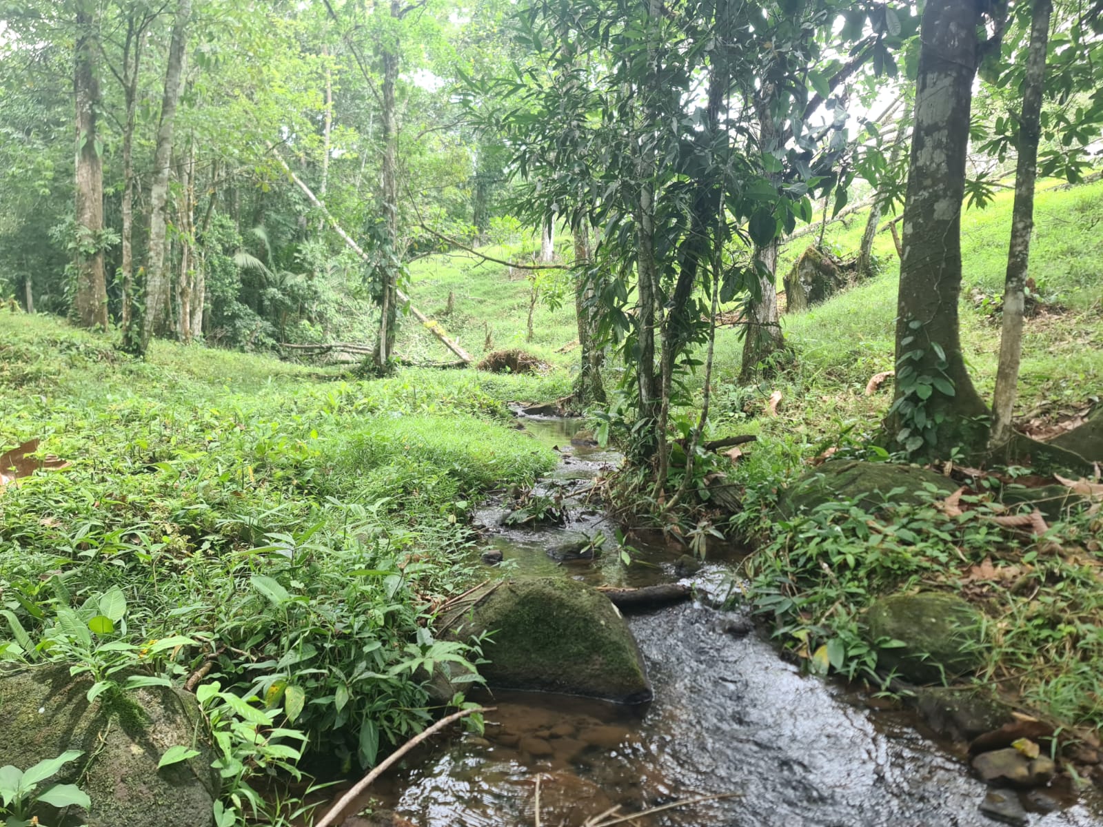 10,500 M2 (2.59 Acres) Lot with a Creek in Río Celeste photo 12