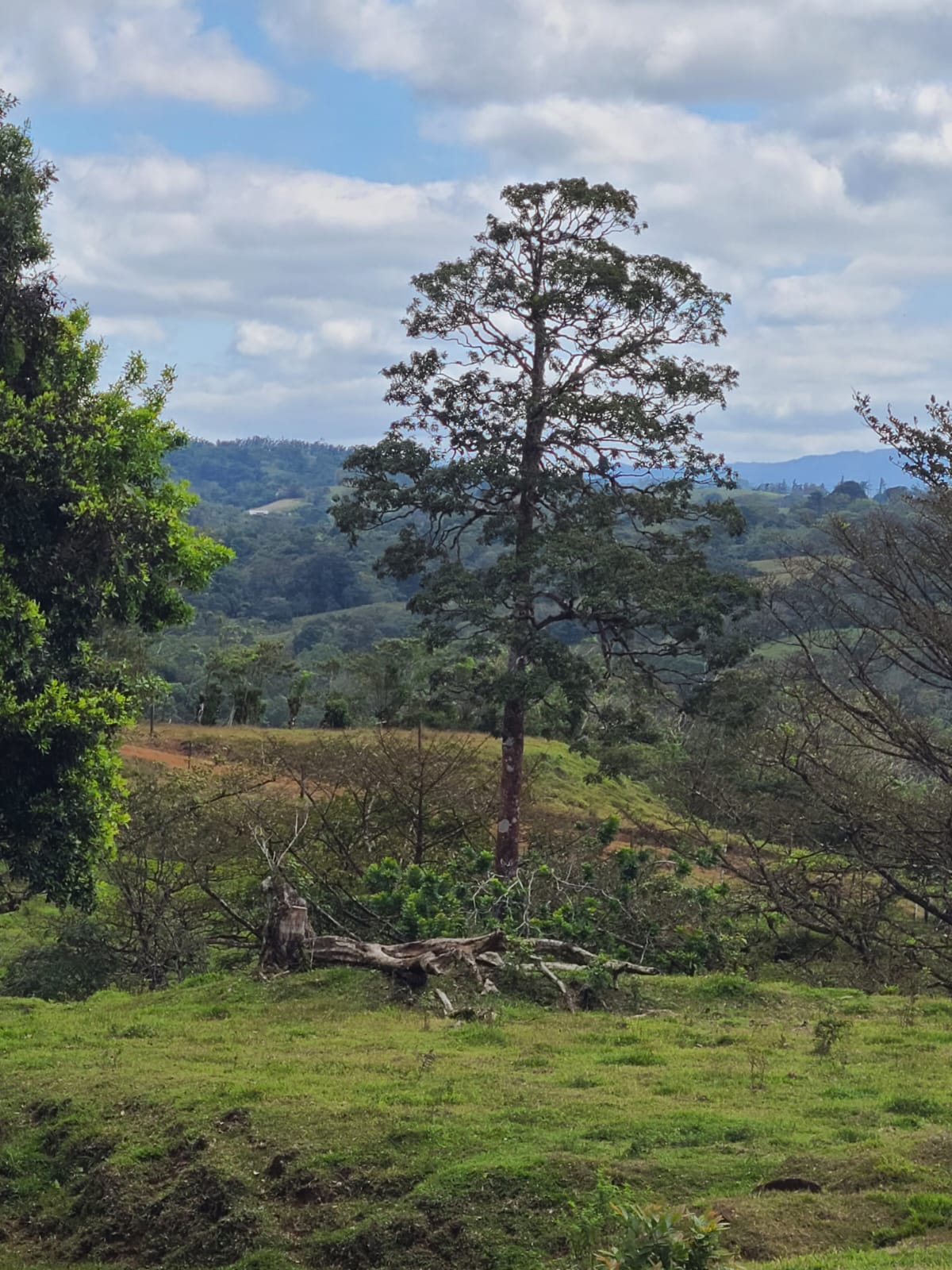 35,000 Sqm Property with Spectacular Lake Arenal View and Ravine photo 13