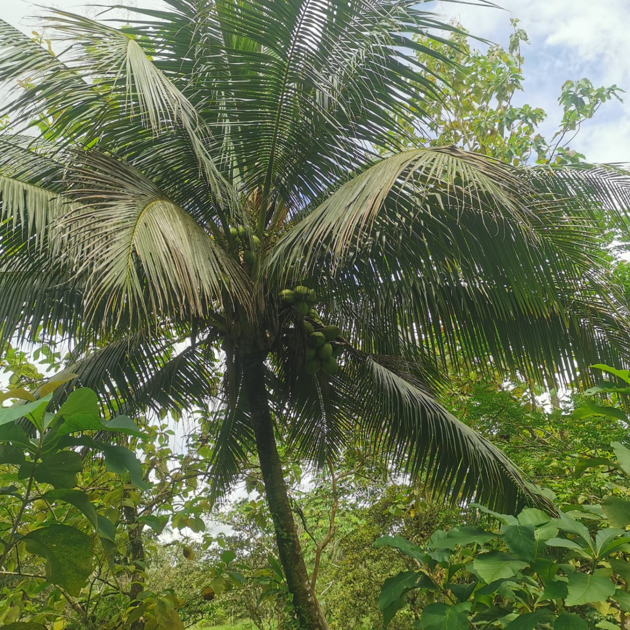 7.1-Hectare Lot w/ Private Well & Development Potential in Upala photo 15