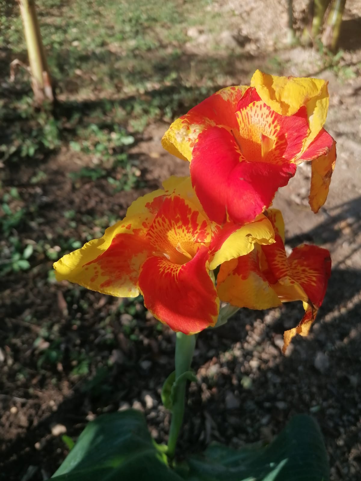 Nature Lover: 5,121 m2 Lot with Mountain Views and Lush Fruit Orchard photo 18