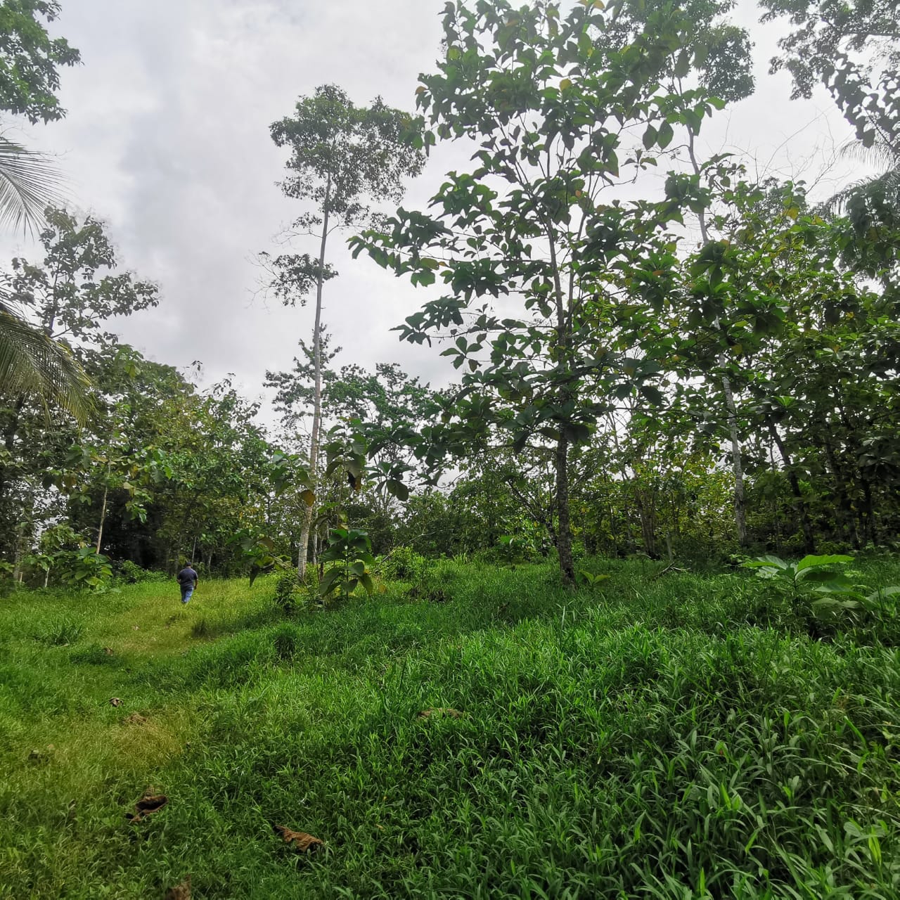 7.1-Hectare Lot w/ Private Well & Development Potential in Upala photo 10