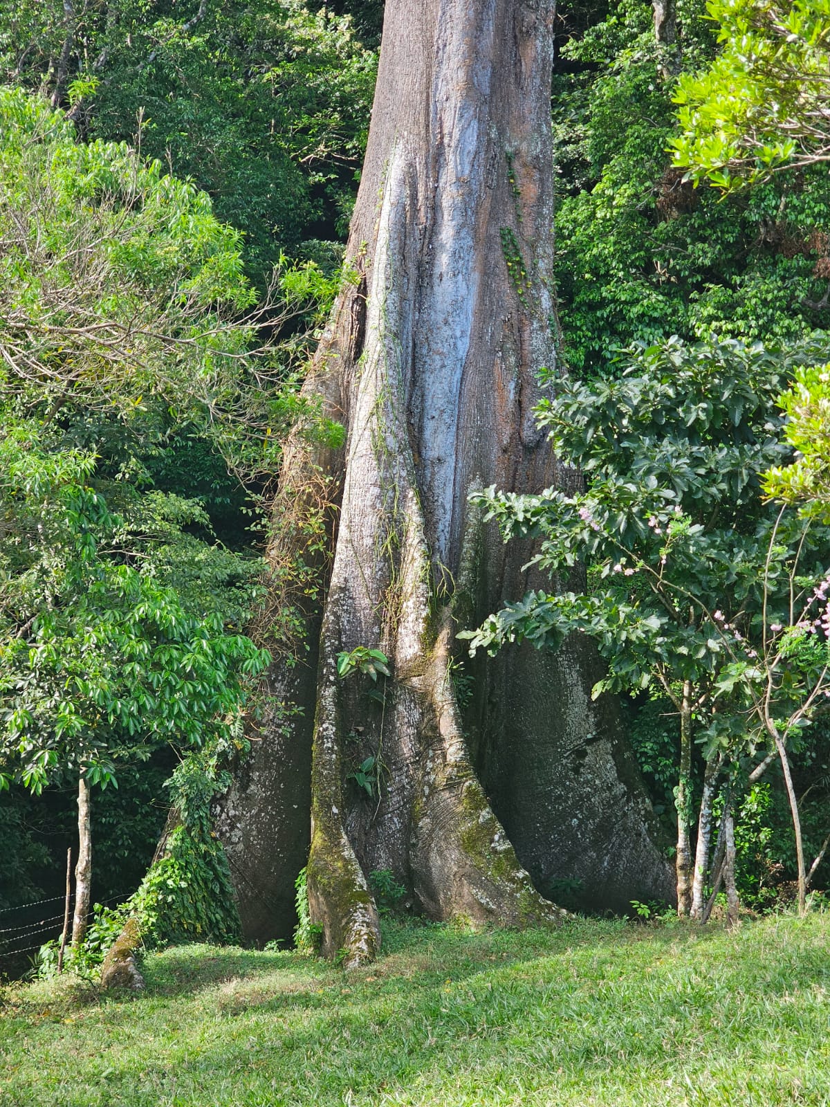 Lot of 15.320 m2 (3.78 Acre) with a private well in Parcelas de Quebrada Azul  photo 7