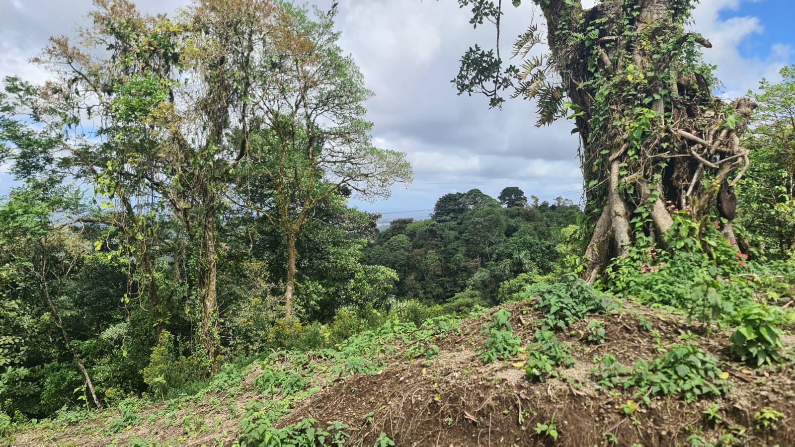 33 Hectare (81.5 acre) Property with Volcano Views in San Carlos, Alajuela photo 9