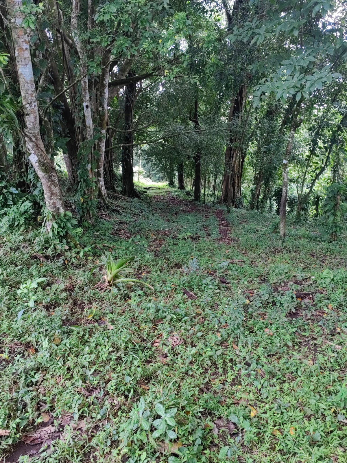 Finca La Tortuga – A Developer’s Dream! Lake Arenal View 5.7 Hectare Farm photo 12