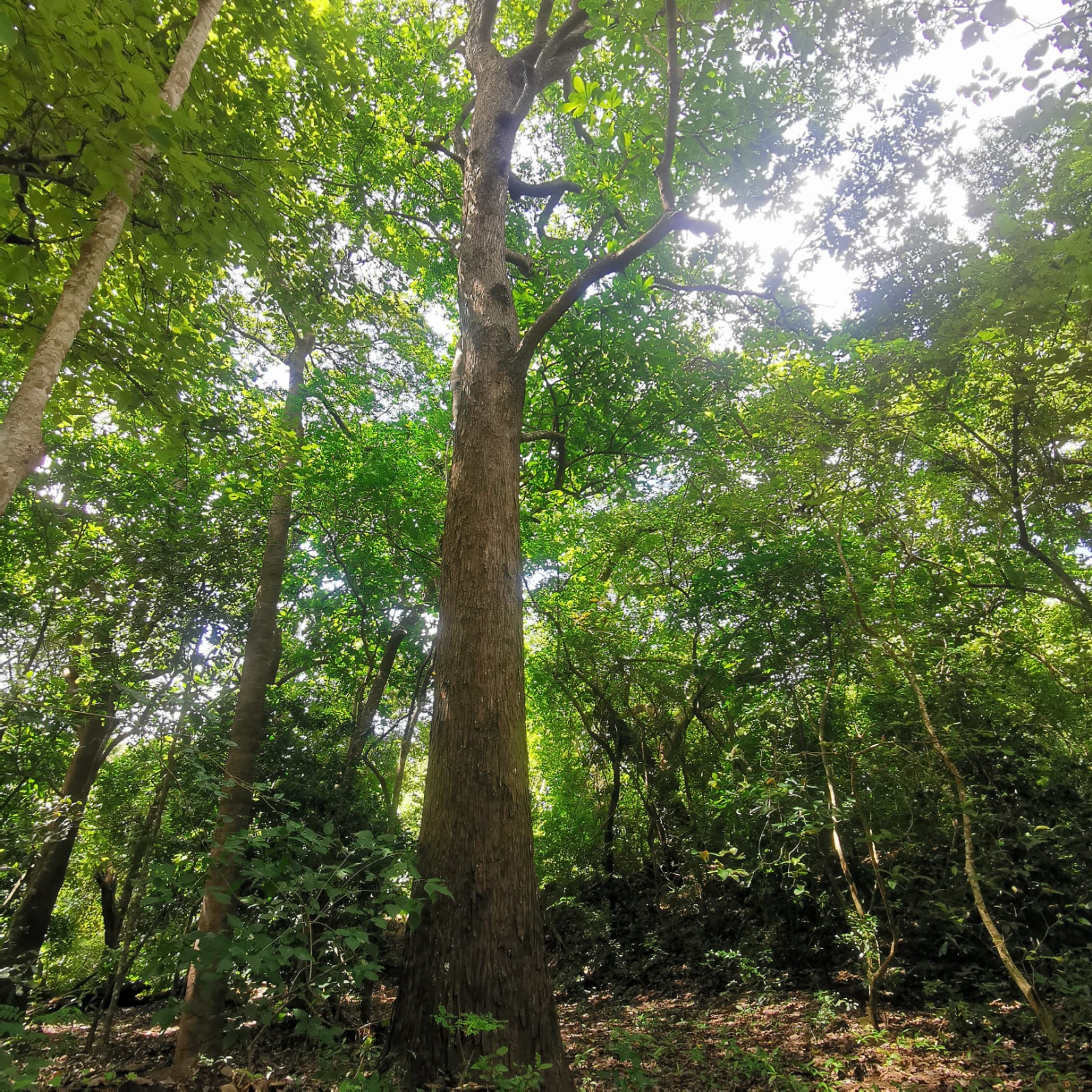 450-Hectare Estate w/ Nature Reserve, Three Homes & Rivers in Guanacaste photo 53