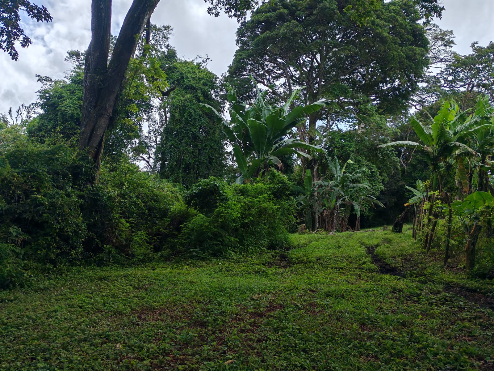 15,750 m² Lakefront Lot with Volcano Views, Fruit Trees & Direct Lake Access  photo 13