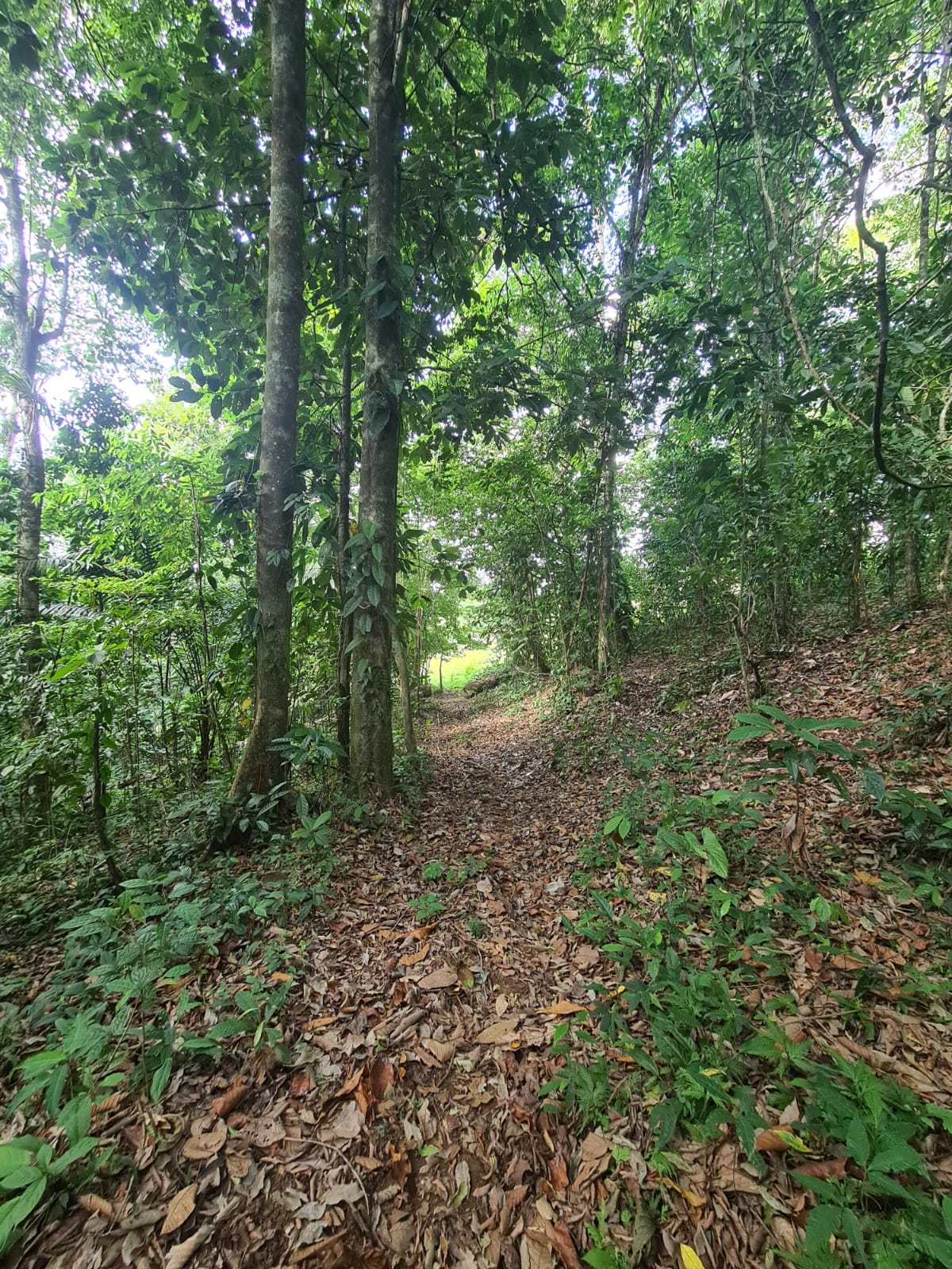 Gorgeous 50,372 m2 (12,4 acre) Farm In Cabanga, Guatuso photo 10