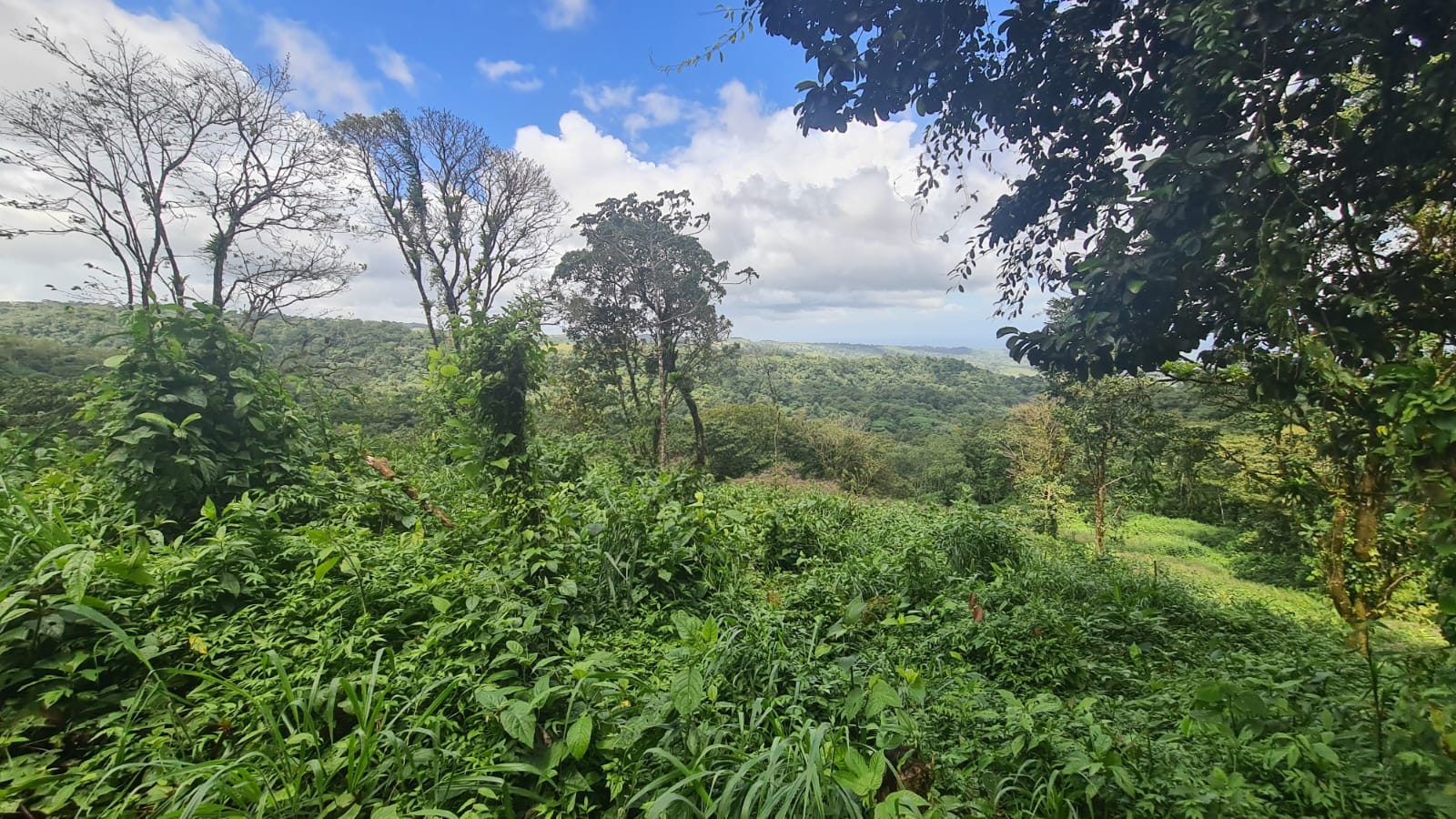 33 Hectare (81.5 acre) Property with Volcano Views in San Carlos, Alajuela photo 16