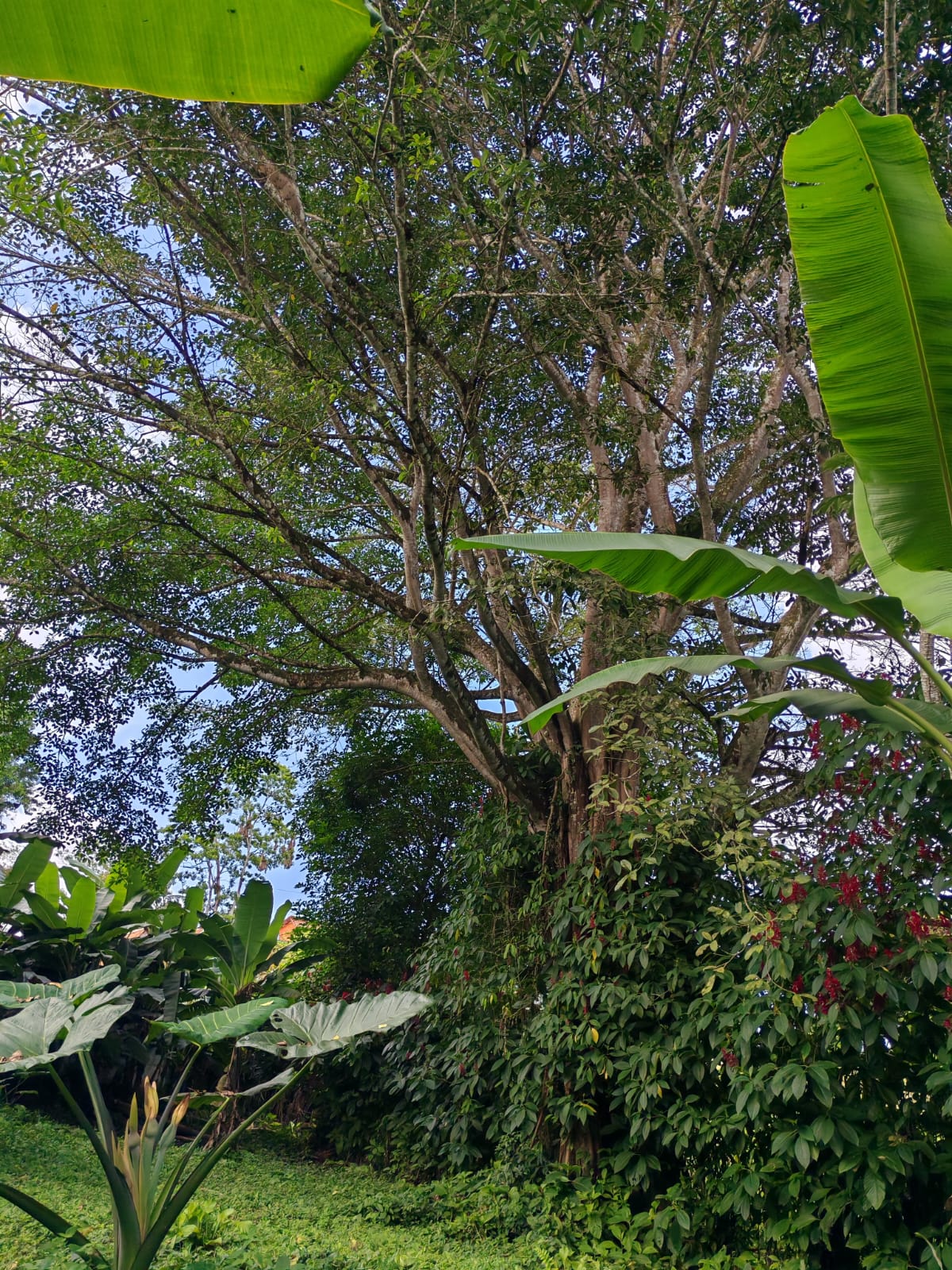 15,750 m² Lakefront Lot with Volcano Views, Fruit Trees & Direct Lake Access  photo 20