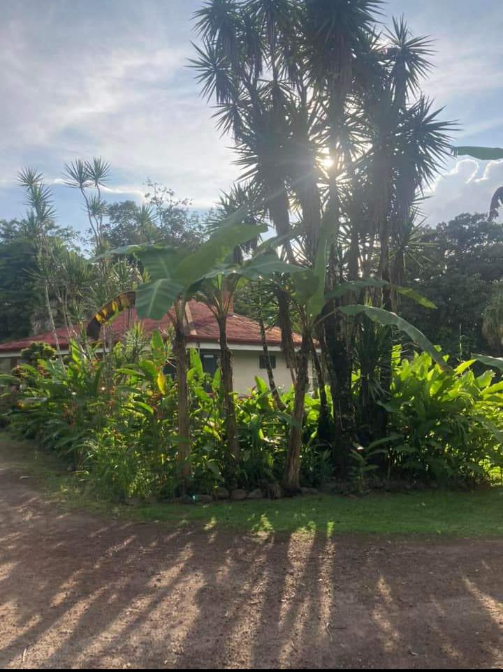 Commercial property: main house + 5 cabins + greenhouse + stable in Cinco Esquinas  photo 71