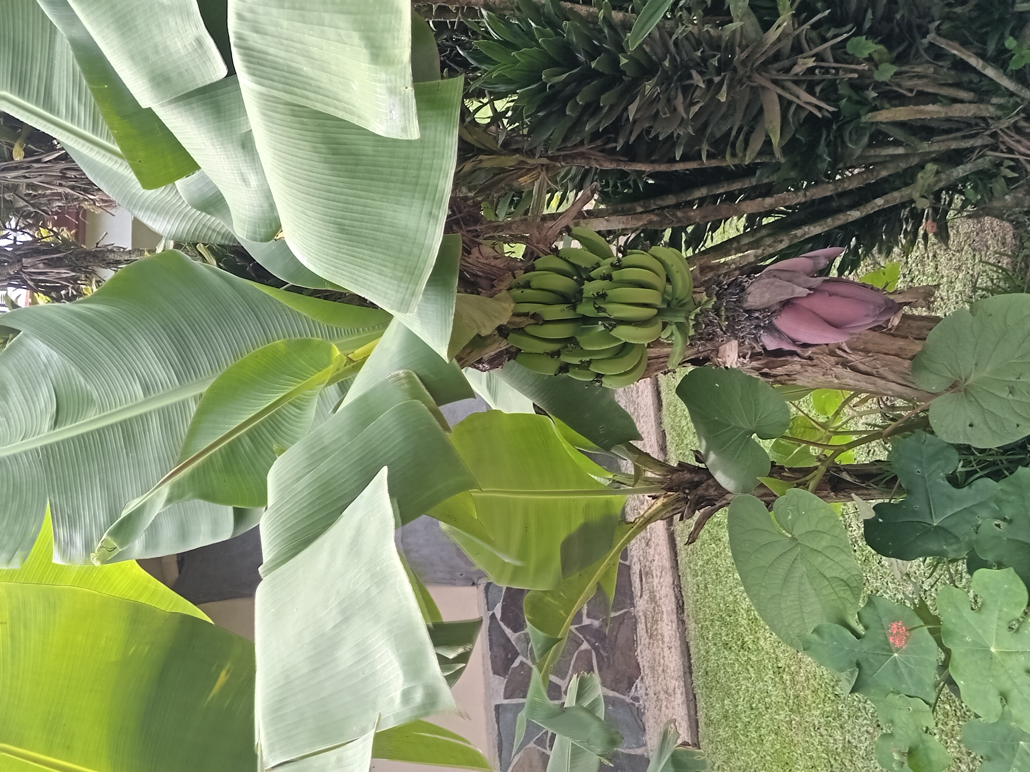 Commercial property: main house + 5 cabins + greenhouse + stable in Cinco Esquinas  photo 82