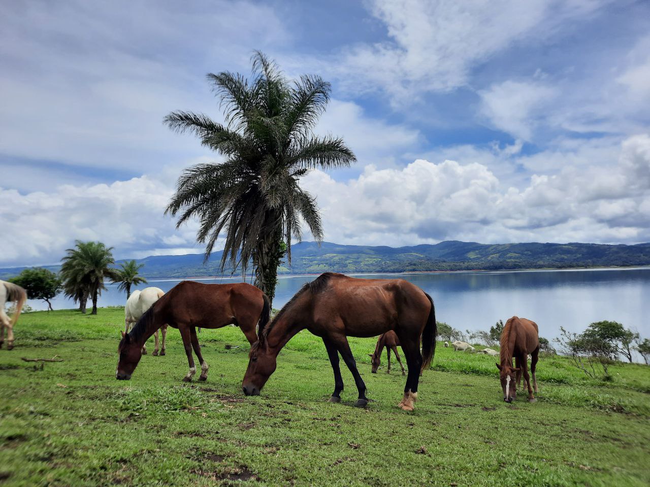Luxury 7.41 Acre Estate 13 BD 10 BA w/ beautiful views of Lake Arenal & the Volcano  photo 67