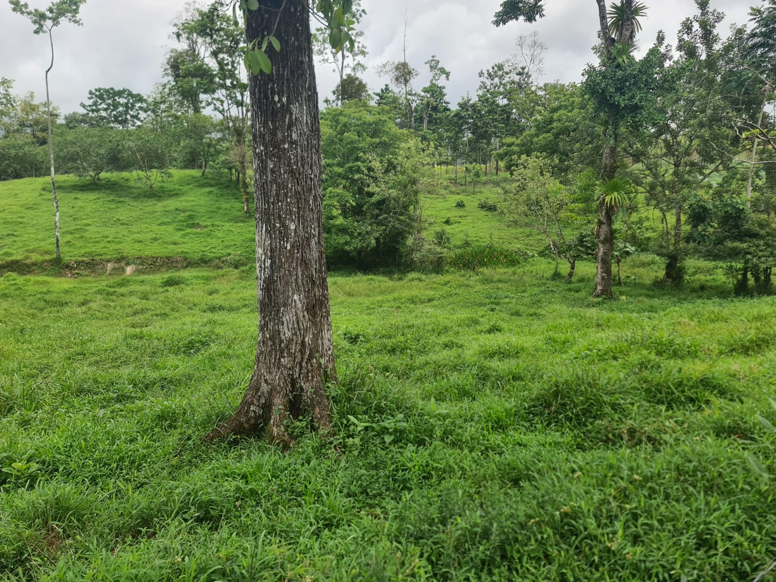 10,500 M2 (2.59 Acres) Lot with a Creek in Río Celeste photo 6