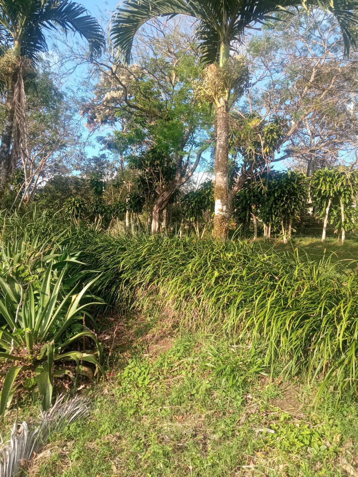 Beautiful, 1407 m2 (0,34 acres) Lot in Parcelas de Quebrada Azul, Tilarán photo 10