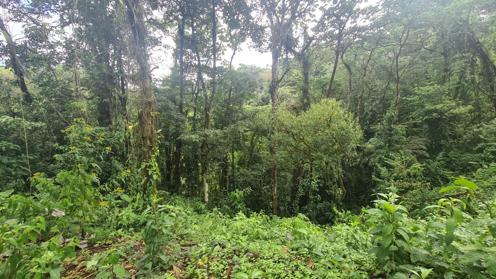 33 Hectare (81.5 acre) Property with Volcano Views in San Carlos, Alajuela photo 18
