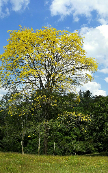 Beautiful 5 Bedroom 3 Bathroom Home Estate on 66 acres In Guatuso photo 11