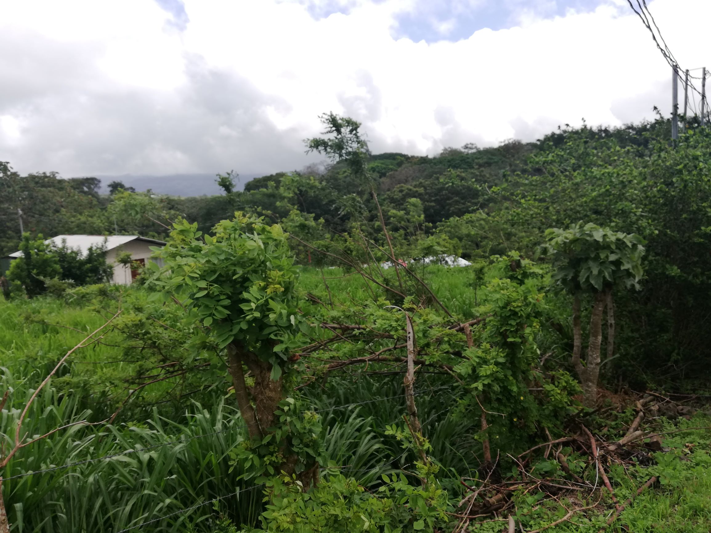 READY TO BUILD! 2,670m2 Parcel near Downtown Tronadora  photo 6