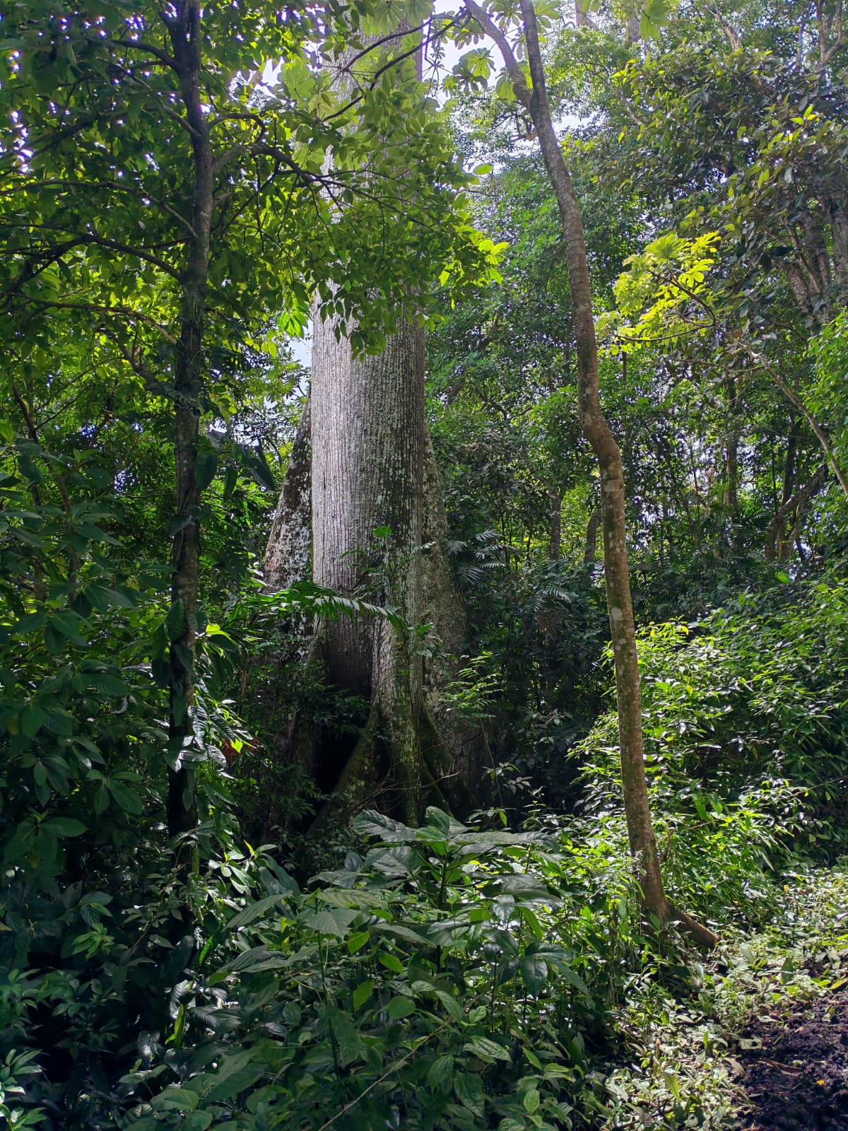 15,750 m² Lakefront Lot with Volcano Views, Fruit Trees & Direct Lake Access  photo 21