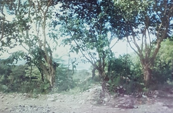 Incredible 9 Hectare Farm w/ Water Galore, Rivers, Springs & Creeks photo 7