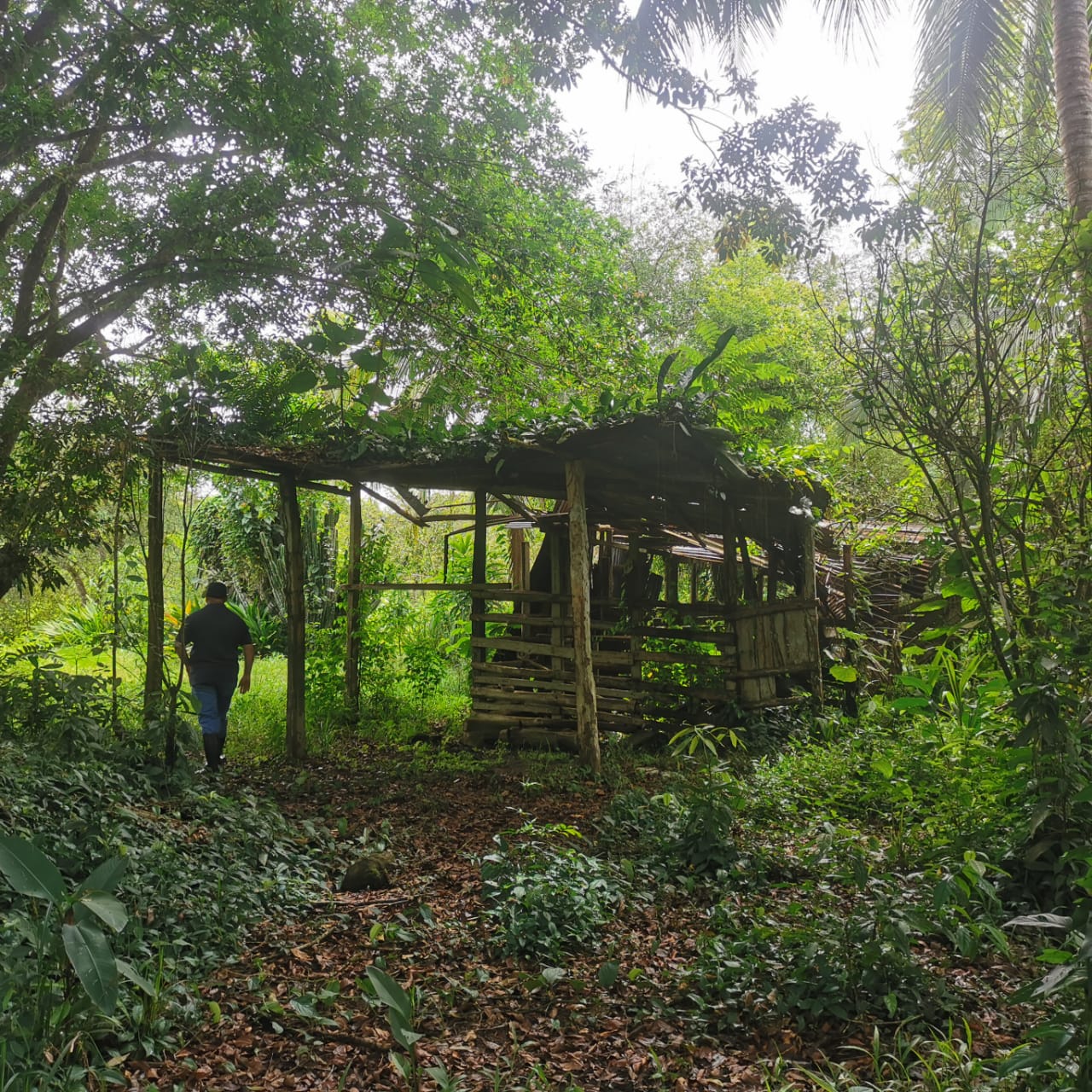 7.1-Hectare Lot w/ Private Well & Development Potential in Upala photo 11