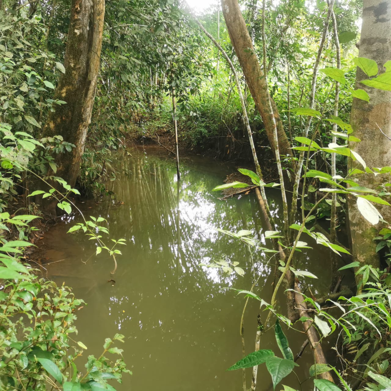 7.1-Hectare Lot w/ Private Well & Development Potential in Upala photo 14