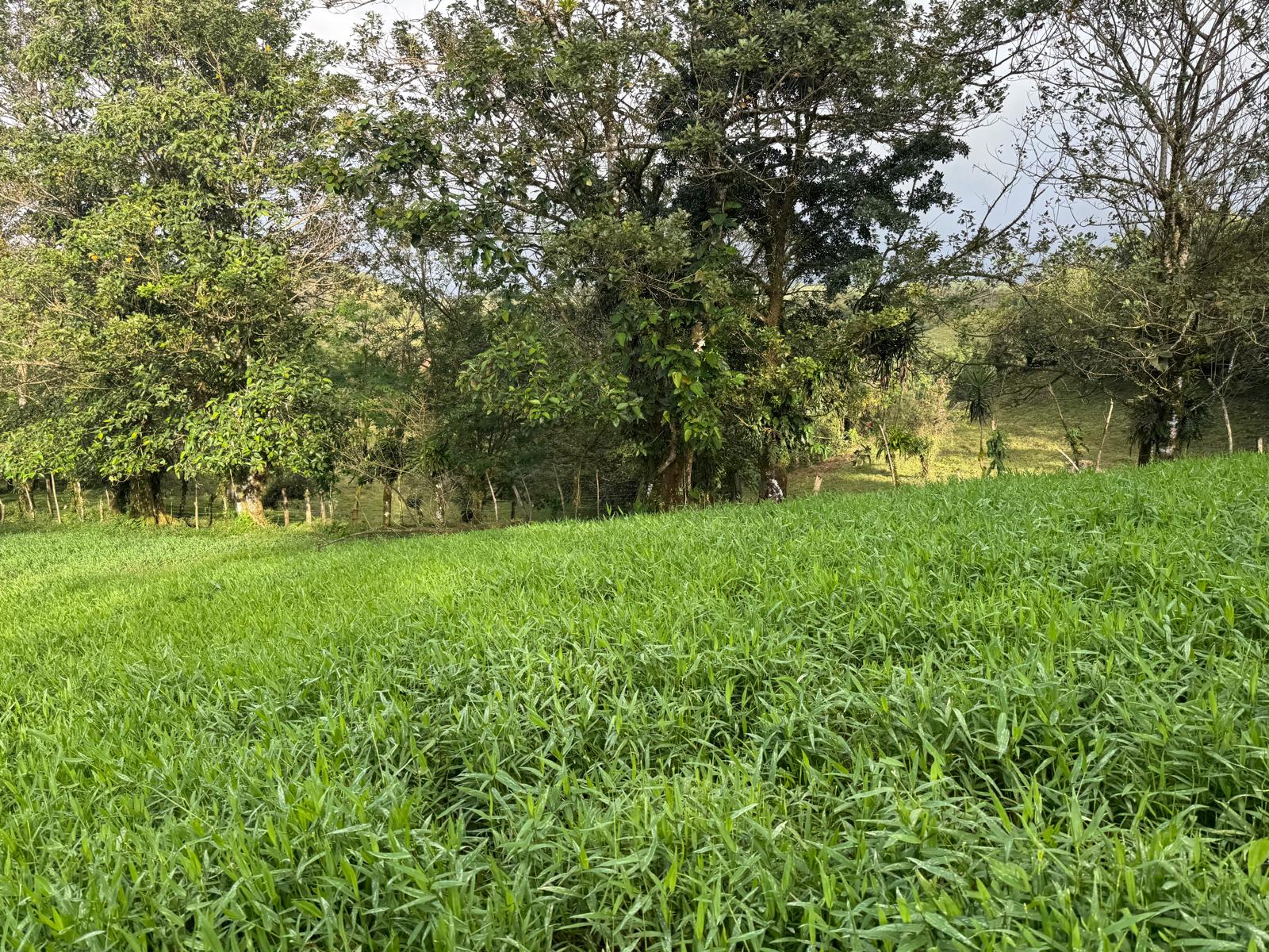 Expansive Self-Sufficient Farm Overlooking Lake Arenal in Nuevo Arenal photo 12