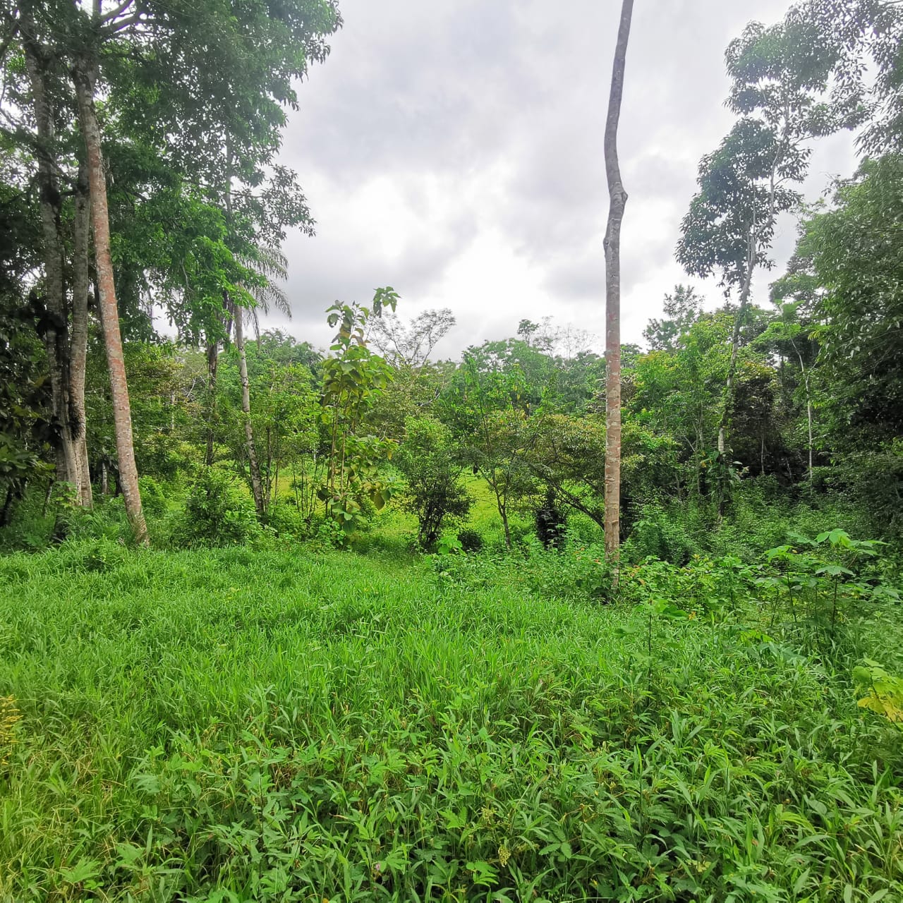 7.1-Hectare Lot w/ Private Well & Development Potential in Upala photo 7