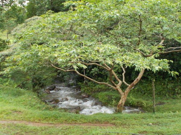 168 acres (68 hectares) of natural peace and tranquility with four cabins photo 15