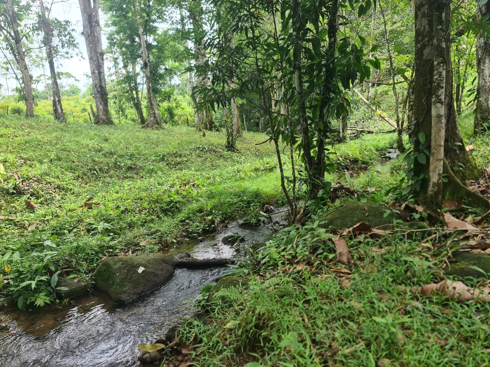 10,500 M2 (2.59 Acres) Lot with a Creek in Río Celeste photo 9